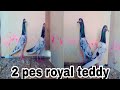Royal teddy pigeons for sale in india top quality 2 pes royal teddy kabootar for sale h