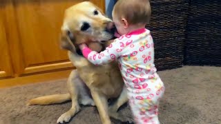 Increíble amistad improbable de bebés y mascotas