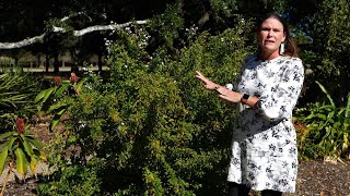 Get It Growing: Tropical shrub duranta is colorful in the fall