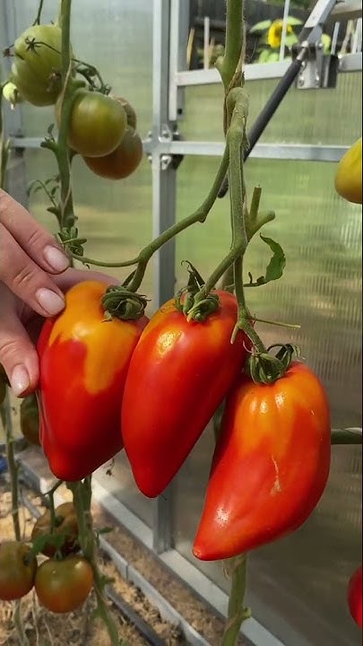 🍅Томат ГРЕБЕШКИ КРАСНЫЕ. #shorts #томаты #сортатоматов - YouTube