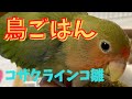 コザクラインコ雛/ 鳥ごはんとおやつ〜生後4ヶ月〜