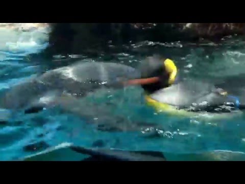 鴨川シーワールド  ペンギン