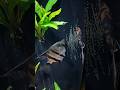 Three pairs of angels laying spawning at the same time! #aquarium #angelfish #fishbreeding