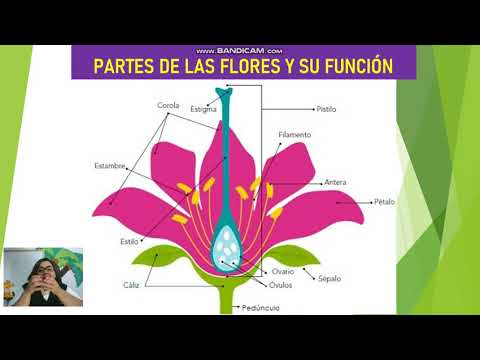 Download PARTES DE LA FLOR Y SU FUNCIÓN