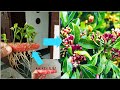 How to grow clove plant from seeds at home growing cloves laung from seeds  laung ki khetigarden