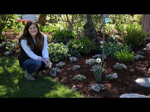 Video: Weigela blooming (Weigela Florida): opis, fotografija, značilnosti rasti