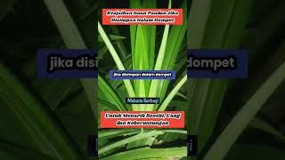 Keajaiban Daun Pandan Jika Disimpan Dalam Dompet, Ampuh Menarik Rezeki Uang dan Keberuntungan.