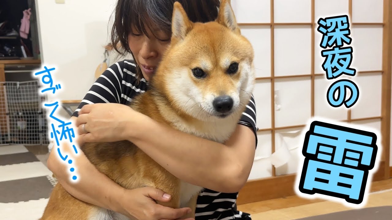 真夜中に過去最大のカミナリ…怖くて眠れない柴犬てぃーだ #柴犬 #柴犬てぃーだ #癒し