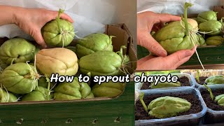 How to making chayote plant sprout 🌱🌱 เพาะฟักแม้วเตรียมปลูกกันค่ะ 🌱🌱