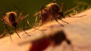 Укус Комара