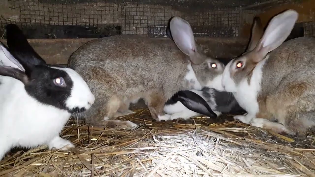 deparazitarea la iepuri cu Evomec cu detalii și despre râia în urechi ziua 1