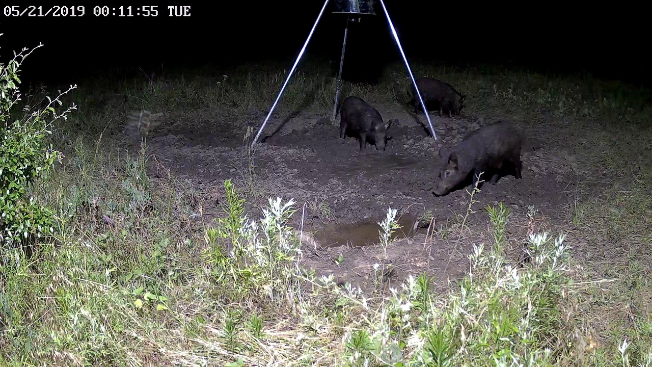 Wild Hogs On Camera 5-21-19 (Feeder 4) - YouTube