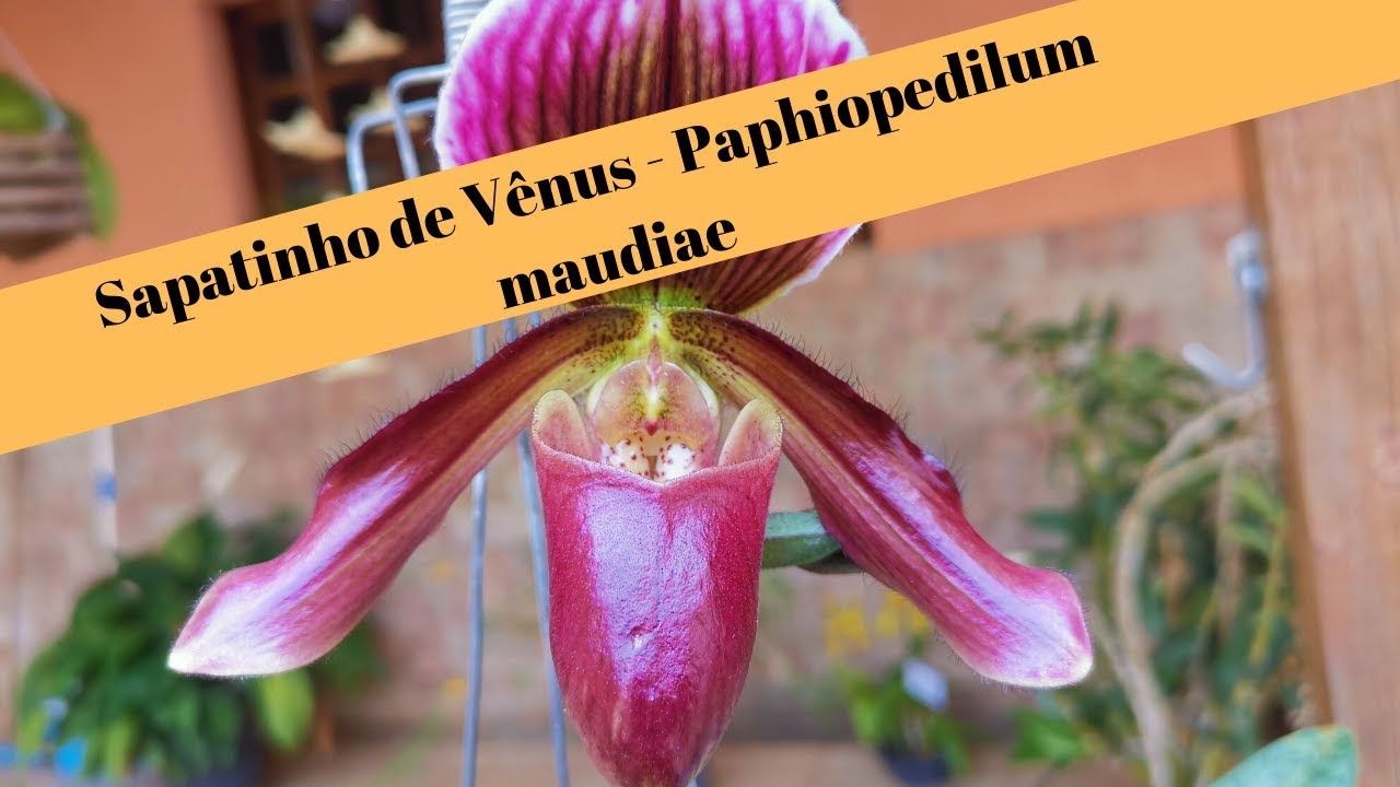 Como Cultivar Paphiopedilum Maudiae