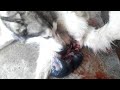 AKIRA Husky Siberiano dando luz a cachorros || Siberian Husky giving birth to puppies ||