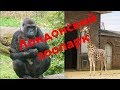 Зоопарк Лондона | ZSL London Zoo
