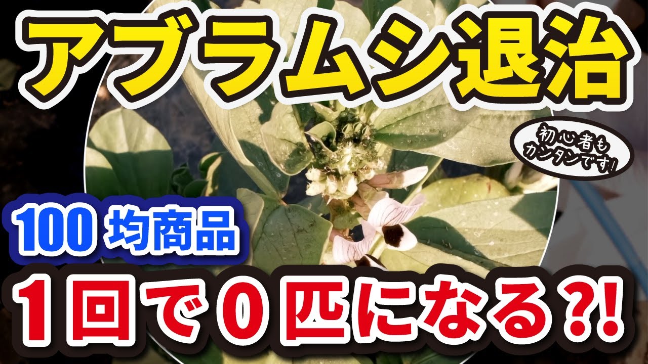 【そら豆】アブラムシを0匹にする、たった１つの方法【病害虫予防】