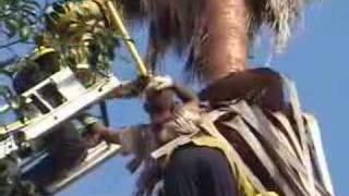 Trimmer Trapped in a Palm