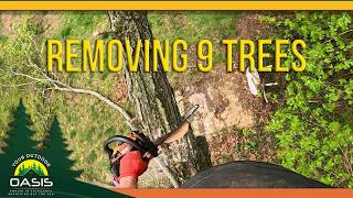 Small Tree Service - 9 Tree Removals