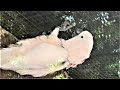 Гиацинтовый Ара и Какаду по своему идут за орешками))) Hyacinth macaw and cockatoo eat nuts)))