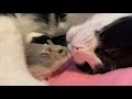 世界一仲良しかも？【52】🐭❤️😸猫とハムスター🐾❤️🐭猫の爪のお手入れまでしてあげるハムスター！？🤭❤️ Good friends cats and hamsters🎵