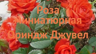 Роза миниатюрная Ориндж Джувел 🌿 роза Ориндж Джувел обзор: как сажать саженцы розы Ориндж Джувел