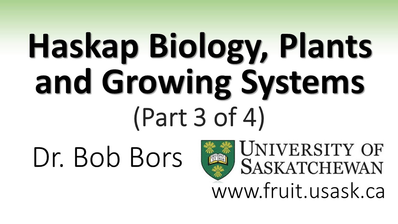 Haskap Biology, Plants and Growing Systems (Part 3 of 4)