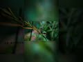 macro lens video #video #nature #ant #fly