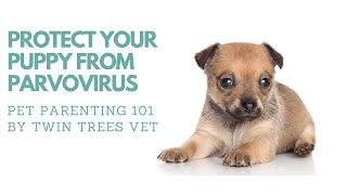 Q) What is Parvo and how to protect your puppy from parvo. │ Twin Trees Vet Talk