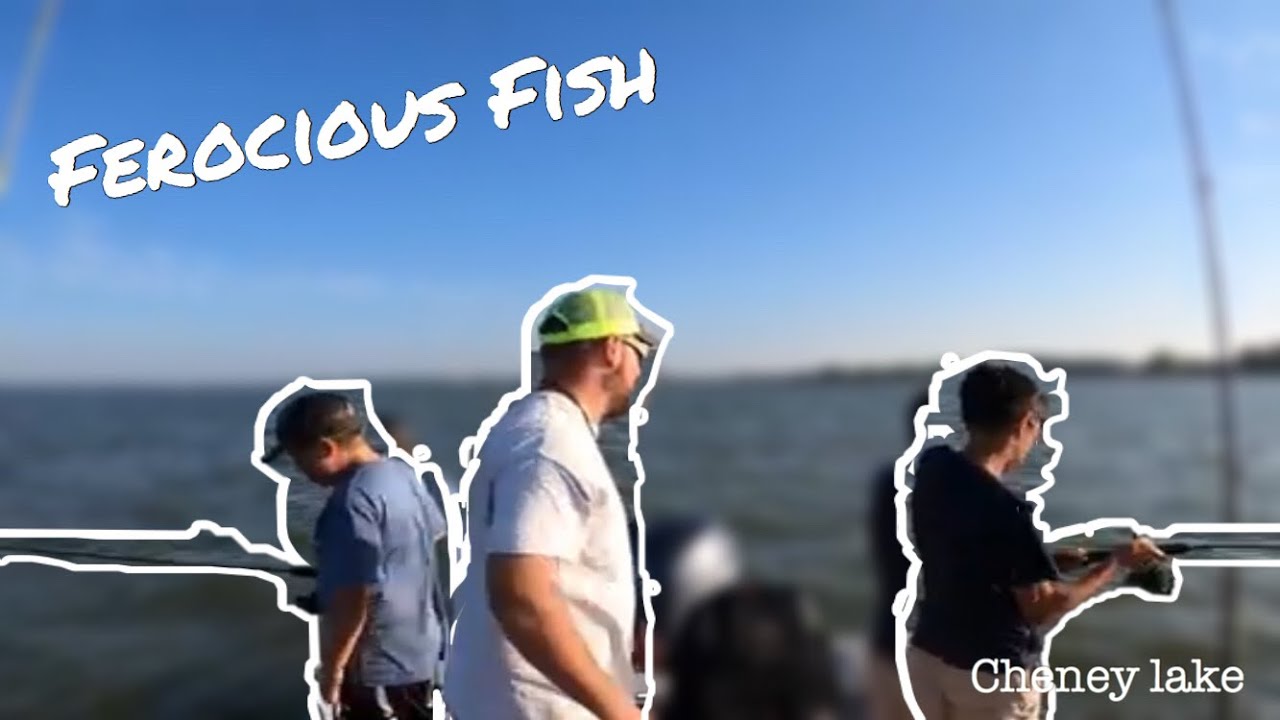 Catching FEROCIOUS fish at Cheney Lake with Miller Time Fishing