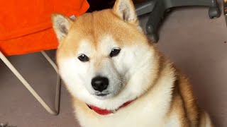 朝5時にして散歩絶対行くマンと化した柴犬