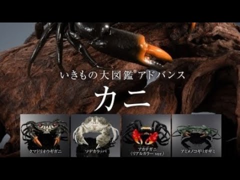 カニ』いきもの大図鑑アドバンス『オンライン版』コンプリート