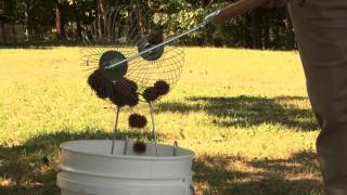 Sweetgum balls