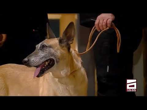 მთავარი (=) კონოლოგებისა და გამნაღმველების ჯგუფები კინოთეატრ ამირანში