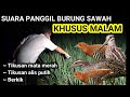 Suara pikat burung sawah paling ampuh 100%. Panggil burung sawah khusus malam