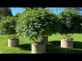 Outdoor grow update - training cannabis for yield - pollenating plants