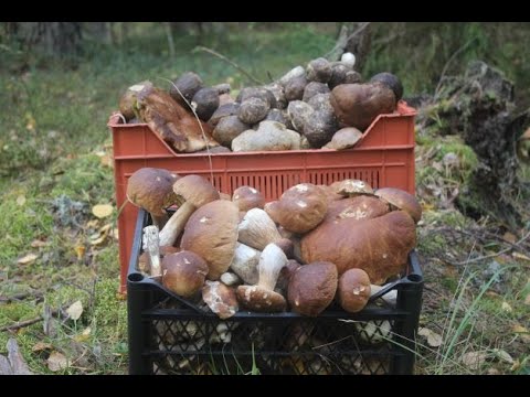 ГРИБЫ ДЛЯ КУР НЕСУШЕК ЗООТЕХНИК РЕКОМЕНДУЕТ.