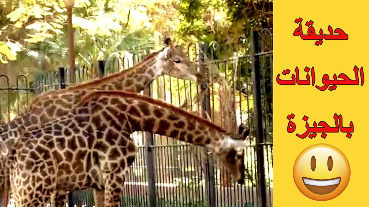 حديقة الحيوان المصرية بالجيزة للاطفال اصوات طبيعية فيديو يوتيوب Youtube