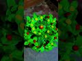 plastic se banaa guldasta ll#plantsofindia #colourful #flower bouquet#beautiful #lovely flower#love
