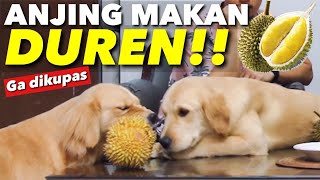 TERNYATA SNOWA JAGO MAKAN DUREN!! TANPA DIKUPAS....