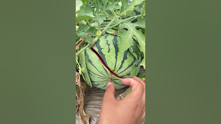 Why does is happens? Watermelon 🍉