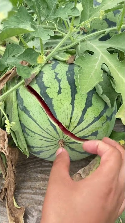 Why does is happens? Watermelon 🍉