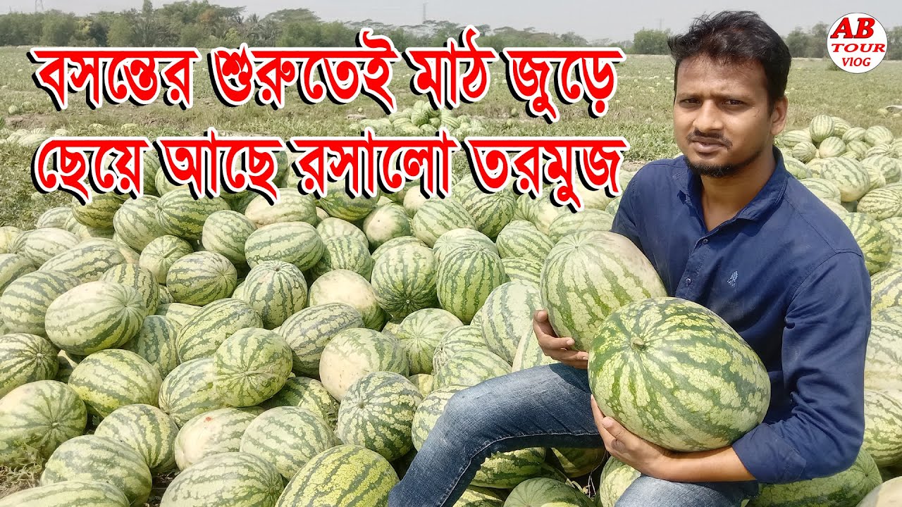 মাঠ জুড়ে ছেয়ে আছে রসালো তরমুজ Watermelon Farming Watermelon Field Watermelon ab tour