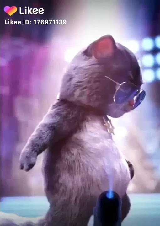 Nice cat dance
