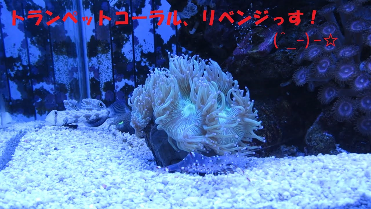 Trumpet Coral, here I go again! (^_-)-☆ - YouTube