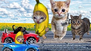 Baby Banana Cat Compilation 😺❤️ 2 Minutes #38
