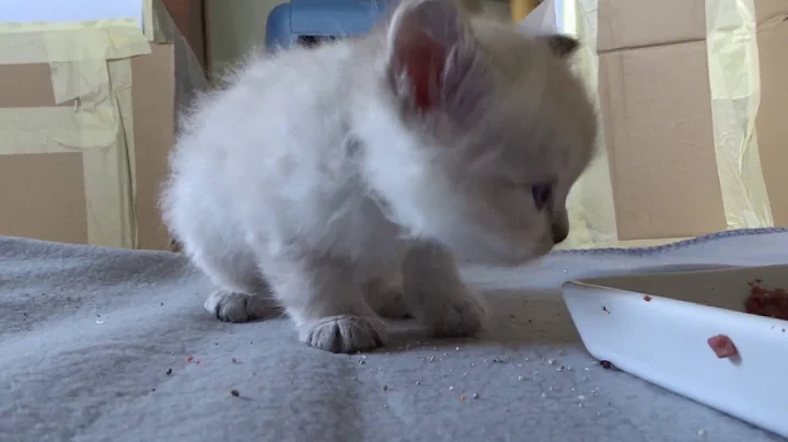 Watch the video about Neva Masquerade - Siberian Forest cat kittens
