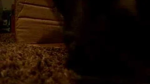 Watch the video about Maine coon kitten playing and purring