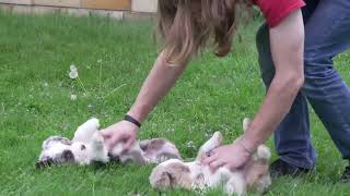 Levi Yoder's Aussie Puppies by Mt Hope Puppies 148 views 8 days ago 59 seconds