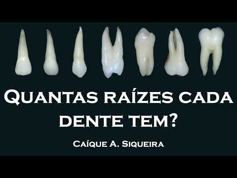 Vídeo: Quantas cúspides os humanos têm?