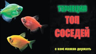 ТЕРНЕЦИЯ - GLOFISH - топ лучших соседей для содержания вместе- аквариумистика
